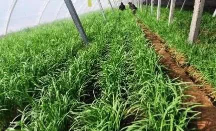 Chives want to grow well, knife topdressing is very important, summer seedlings can not be less.