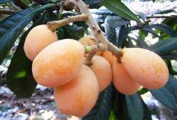 How does Loquat-Shaped Cake plant out of season?