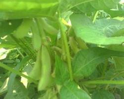 Oil-increasing cultivation of soybean