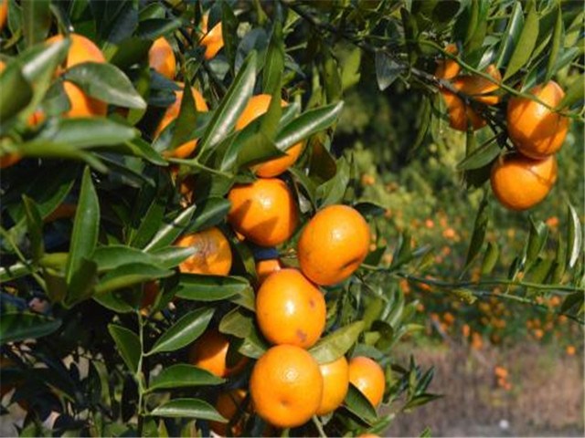 There are so many advantages in eating small tangerines, but don't be greedy or it will cause discomfort.