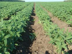 How to replant soybean seedlings