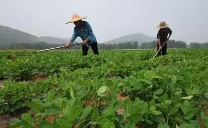 Peanuts are easy to produce high yield, field management is good and yield of 800 jin per mu is very promising.