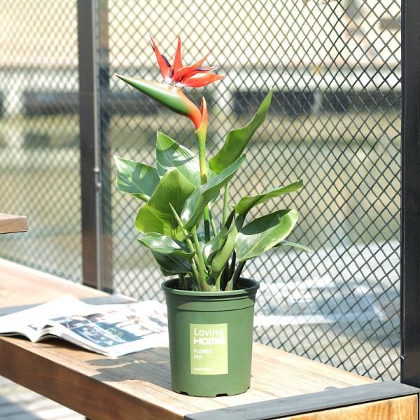 No matter whether he has no money or money, he must raise this kind of potted plant at home. It looks good and purifies the air. It's healthier.