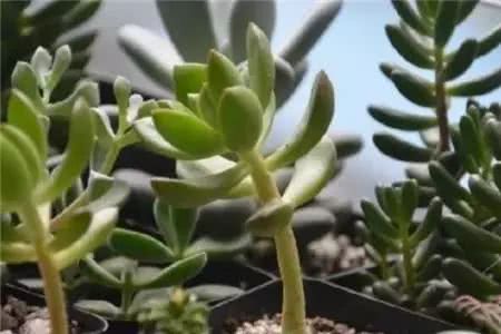 Succulent growth is too ugly to cut off a pot and become more than one pot, not only with old stakes but also with small seedlings.