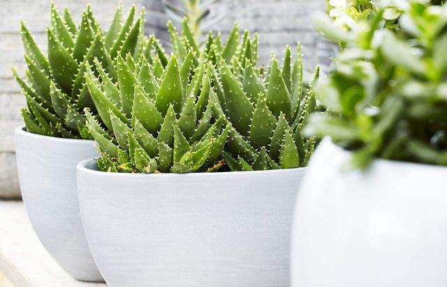 These potted plants can not only be ornamental, but also treat some common minor diseases.