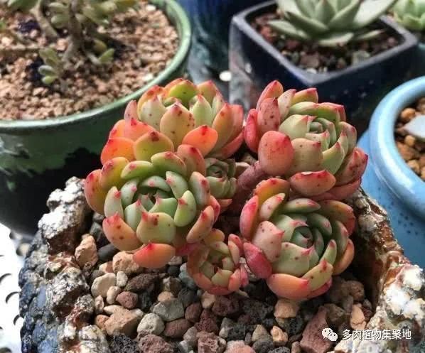 Succulent plants are the most difficult to raise in summer to teach you the skills to effectively avoid rotting roots and black rot.