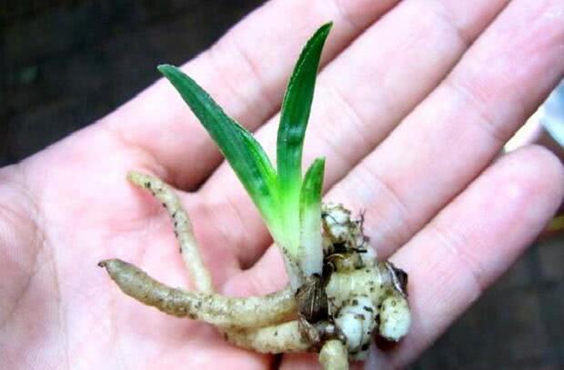 Old florist demonstration: boil, soak, throw orchids into small white roots, strong and green buds