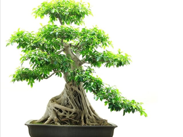 The appearance of the banyan tree is suitable for raising in the living room. The appearance of temperament can improve the level of life.