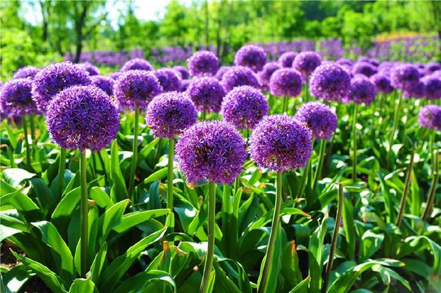 The inflorescence of scallions is large and brightly colored, and its full bloom lasts for nearly 20 days.