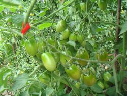 Efficient cultivation techniques of Cherry Tomato