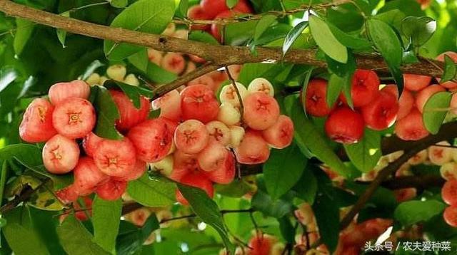 If you plant this fruit at 30 yuan per jin, it will bear too much fruit. If you plant it, you will not be afraid of eating it.