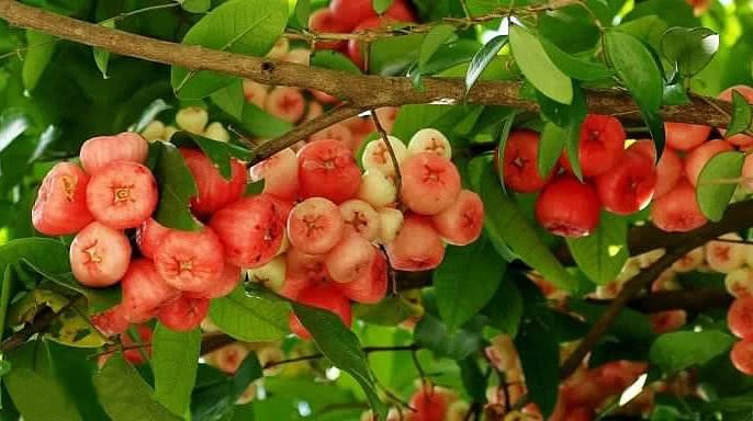 This fruit, which costs 30 yuan per jin, is disgusting because it bears too much fruit.