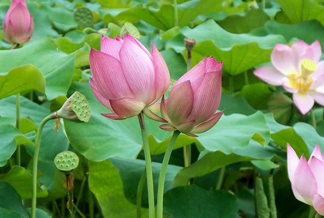 This is the right way to open the lotus.