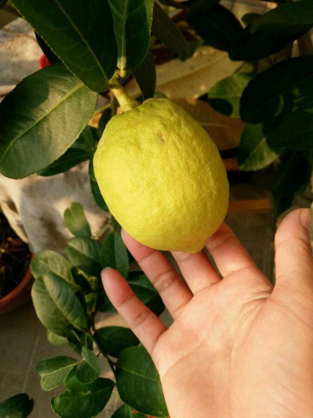 The best potted fruit is ornamental and edible in four seasons. It is worth having.