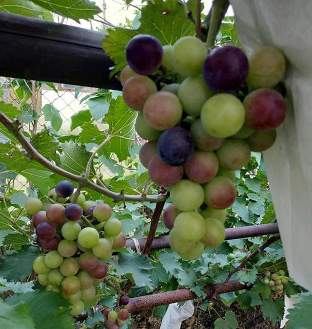 Grow grapes and match 4 kinds of native grapes with strands of grapes all over the trees.