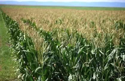 What are the benefits of corn prosperity control besides preventing lodging?