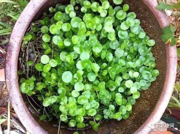 Using a big water tank to raise copper money grass lotus flowers as beautiful as fairyland green leaves are also packed with a big tank