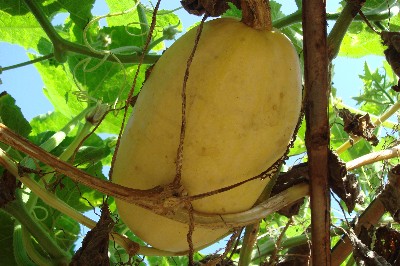 Planting techniques of golden towel gourd