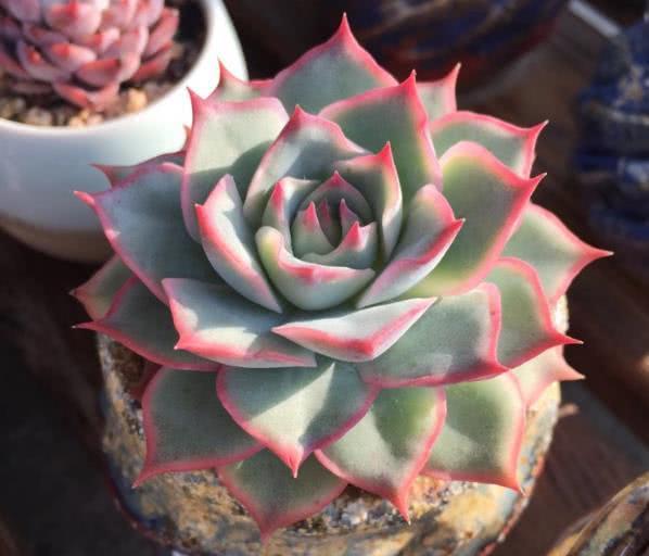 Succulent plants have not changed soil for three years and their leaves have withered and lost their spirit. Teach you to save succulent plants.