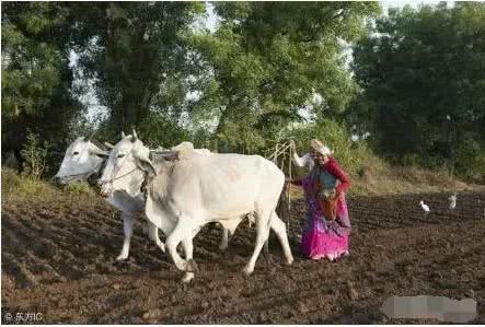 Some people say that the agricultural development of Indian A San is better than that of China. Take a look at the real agricultural production in India.