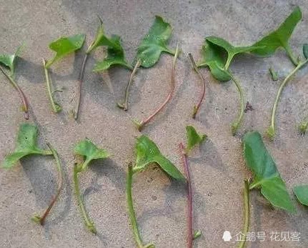 Cutting these three kinds of flowers with high temperature and humidity and then soak them with this rooting agent to take root and sprout quickly.