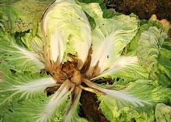 Key points of planting techniques of Chinese cabbage in summer