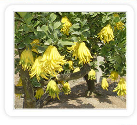 The habits of golden bergamot and the key points of planting on the ground