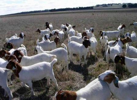 Q: what are the breeds of goats suitable for breeding?