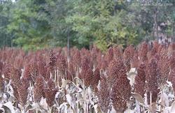 How to diagnose and treat smut of sorghum