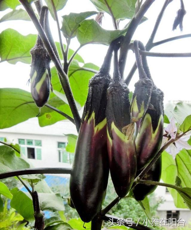 It's a trick to grow eggplant on the balcony. Many branches can be bent in summer.