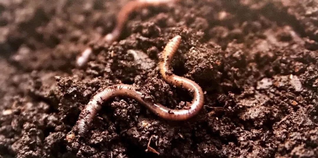 The excrement of a little earthworm turns out to be the best fertilizer in the world.