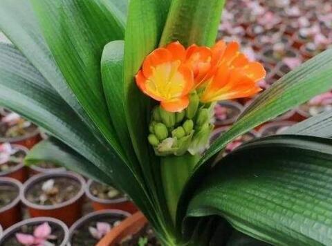 Old flower farmer's move: Sesame keeps Clivia orchid like weed leaves and flowers