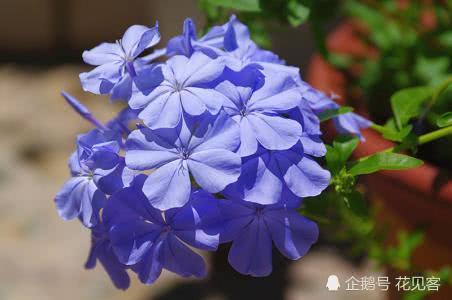 Blue snowflakes are placed on the balcony and courtyard so that they grow and burst into a sea of blue flowers.