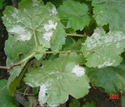 Introduction to the symptoms of grape downy mildew