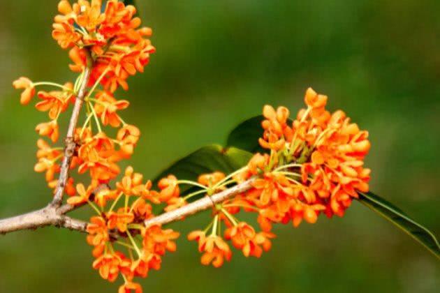 Is sweet-scented osmanthus poisonous? Is sweet-scented osmanthus suitable for growing indoors?