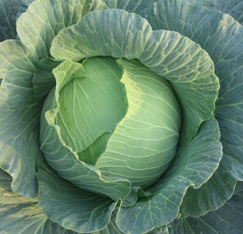 Cultivation techniques of all kinds of cabbage