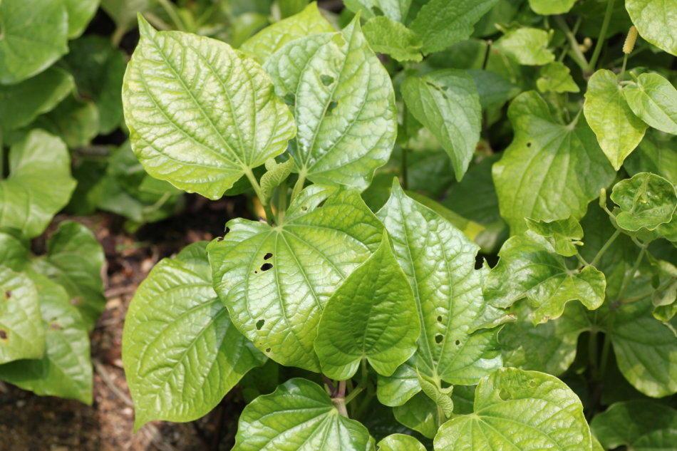 This kind of weed can strengthen the stomach and relieve toothache as well as perilla. Southerners use it to stir-fry field snails.