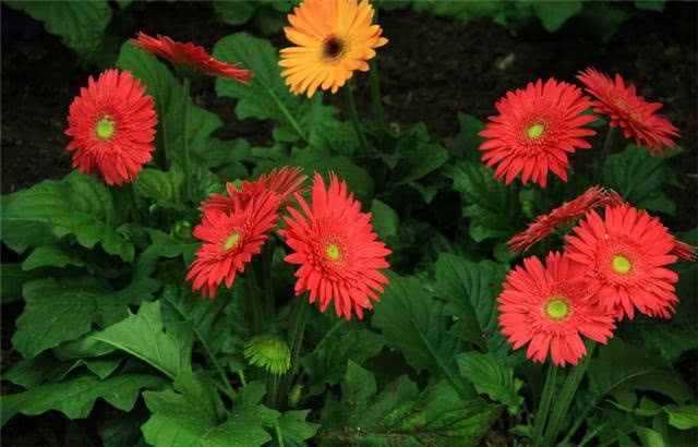 African chrysanthemum can grow fat and strong in this way and blossom in a year.