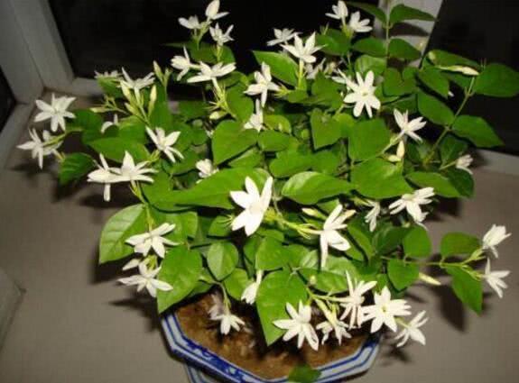 In a hot day, you can cut a branch into a pot and change it to 100 pots in a second.