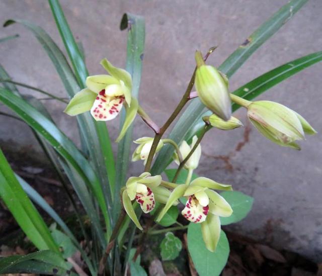 You need to read in advance to raise orchids in the second hot month in August.