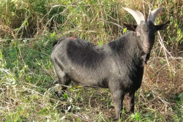 The native black goat is super strong! Five sheep eat a hectare of poisonous Leucaena leucocephala a month.