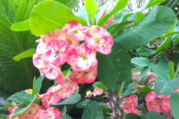 The tiger thorn plum keeps the branches and leaves luxuriant and the flowers burst into the pot.