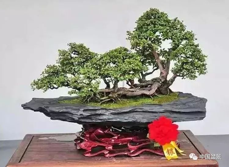 Bonsai people's perception: natural modeling is the only way for bonsai innovation.