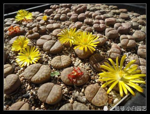 Is it possible to grow stone flowers in this way? You don't know that, do you?