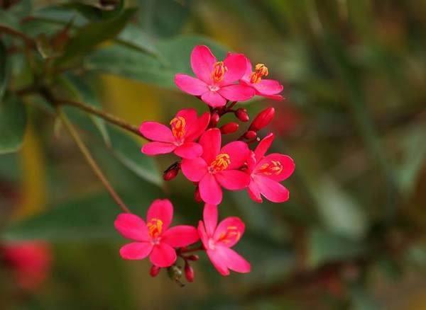 Be careful in choosing flowers. Don't put them indoors for maintenance.