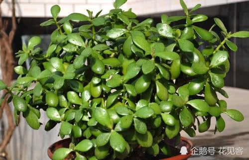 Yushu changed pots to make these five layers of soil branches, thick leaves, fat flowers and full branches.