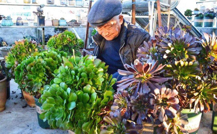 When the 70-year-old dad fell in love with succulent plants and built the greenhouse, he raised 100 pots.