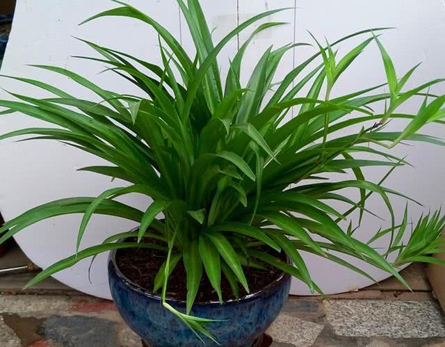 The newly renovated house will soon be ready to move in with these potted plants.