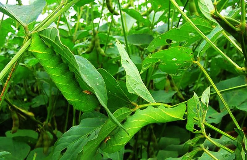 When you see this wild thing in the soybean field, don't throw it away. It's a rare thing, 2000 yuan a bowl.