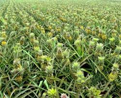 Practical cultivation techniques of pineapple